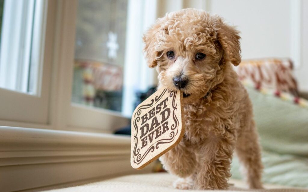 Christian Family Breeders Committed To Ethically Raising Healthy Australian Labradoodles In Indiana